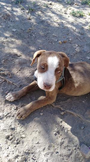 Cachorro Pitbull de Dos Meses