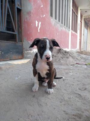 Cachorro pitbull macho