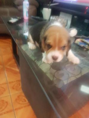Cachorros Beagle Tricolor en Venta