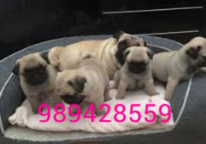 Cachorros Pug Padre Pedigri