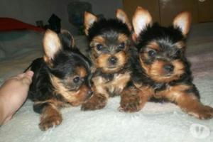 Cachorros Yorkshire Terrier Miniatura