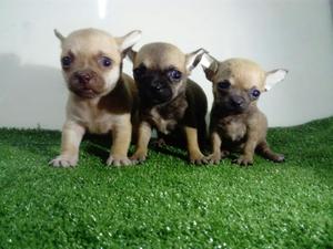 Chihuahuas