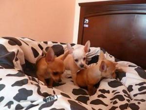 Chihuahuas Toys Hembras Vacunadas