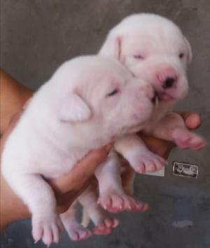 Dogo Argentino