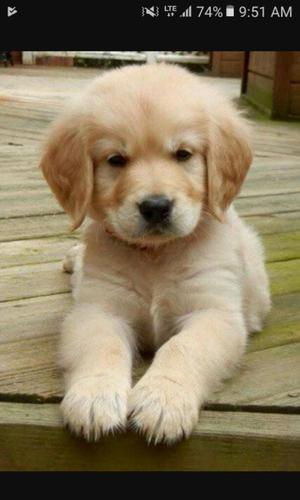 Golden Retriewer