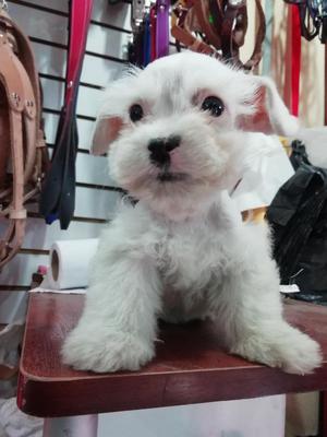 Hermosa cachorra Schunauzer miniatura blanco 2 meses 450