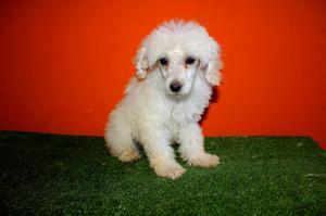 Poodle Calidad A1