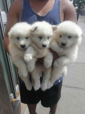 Samoyedo