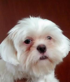 Shih Tzu en Venta