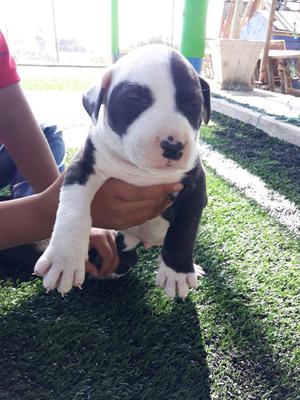 Vendo Cachorros Pitbull