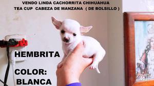 Vendo Excepcionales Cachorritas Chihuahuas Tea Cup Cabeza De