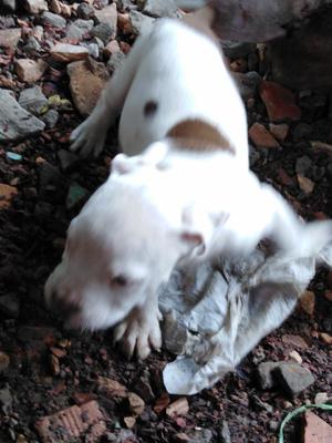 Vendo Perritos Pitbull