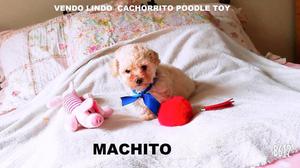 Vendo Precioso Cachorrito Poodle Toy::::::: LINEA