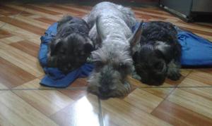 Venta 6 Perros Schnauzer