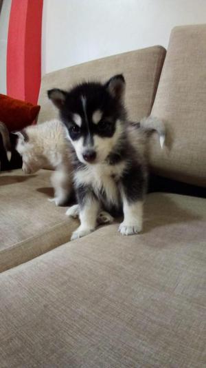 Alaska Malamute