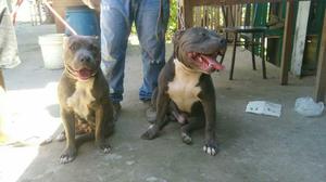 American Bully