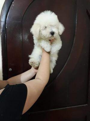 Bichon Frise