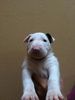 Bull Terrier A1