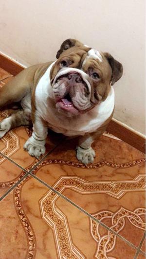 Bulldog Ingles