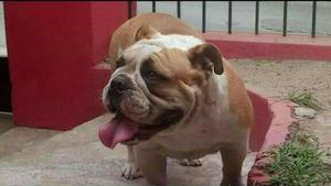 Bulldog Ingles