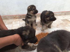 CACHORROS PASTOR ALEMAN