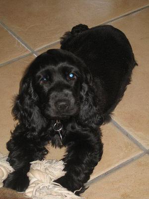 COCKER SPANIEL NEGRO