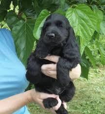 COCKER SPANIEL OFERTA