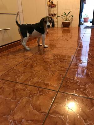 Cachorro Beagle