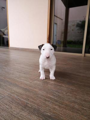 Cachorros Bull Terrier