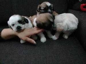 Cachorros Shih Tzu