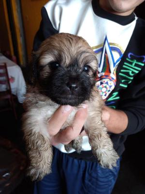 Cachorros Shih Tzu