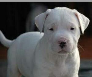 Dogo Argentino