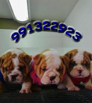 ★Espectaculares Cachorros Bulldog Ingles Con Microchip★