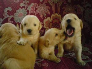 GOLDEN RETRIEVER MIS CACHORROS OFREZCO