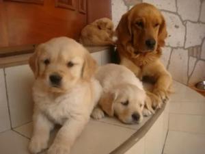 Golden Retriever Hermosos