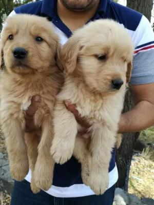 Golden Retriever Machos Y Hembras