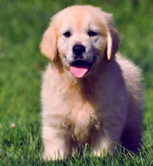 Golden Retriewet