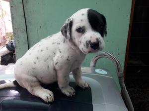 Hermoso Cachorro Dalmata de 2 Meses