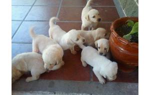 LABRADOR CACHORRITOS