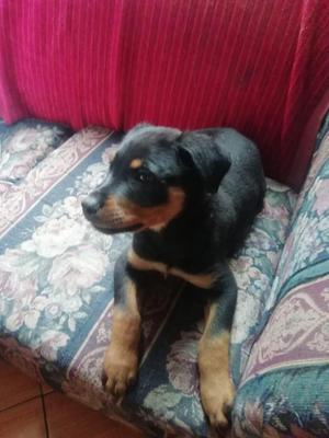 Lindo rottweiler venta por viaje Consultas  sra