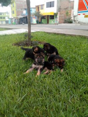 Perro Pastor Aleman