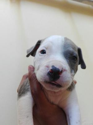 Pit Bull Cachorritos en Venta