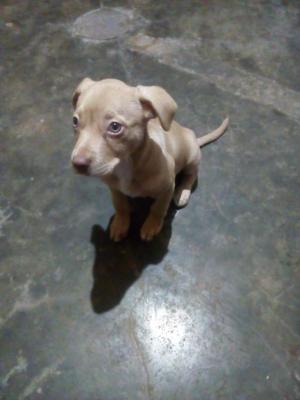 Pitbull hembra de dos meses