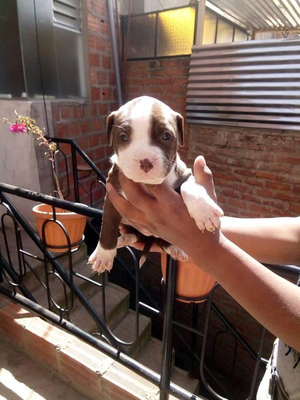 Vendo Cachorritos Pitbull