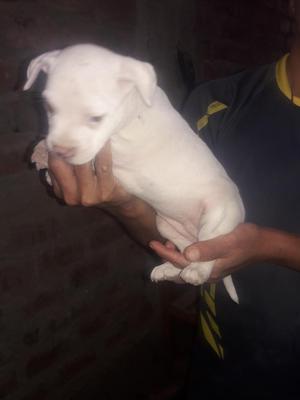 Vendo Cachorros Pitbull Solo Tengo 4 Hem