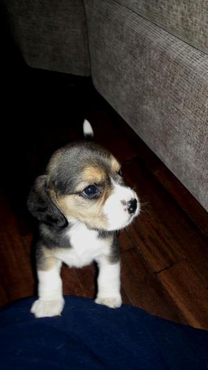 Vendo Hermosos Cachorros Beagle Pedigree