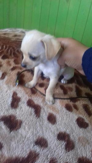 Vendo Perro Chihuagua