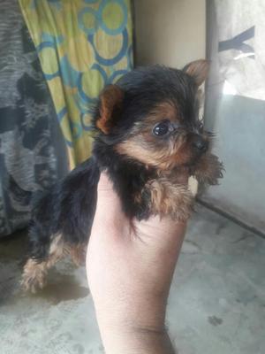 Yorkshire Terrier Toy