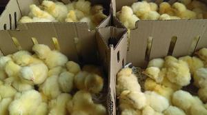 vendo pollos cobb pollitos bebes envios a provincia