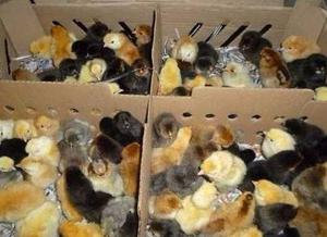 venta de pollitos bebe en caja pollo bebe pollos